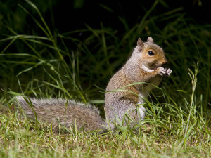 squirrel-in-grass