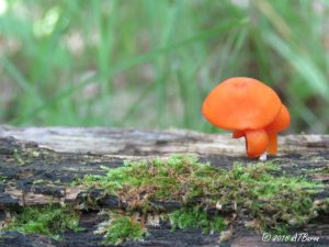 Mushroom Photo