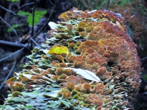 Beautiful fungus growing on log with autumn colors.
