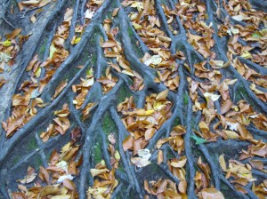 Leaves in roots.