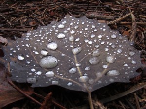 Water droplets on leaf.