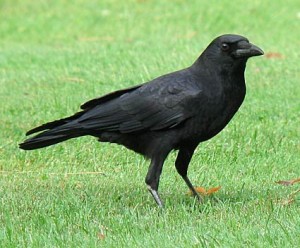 American Crow