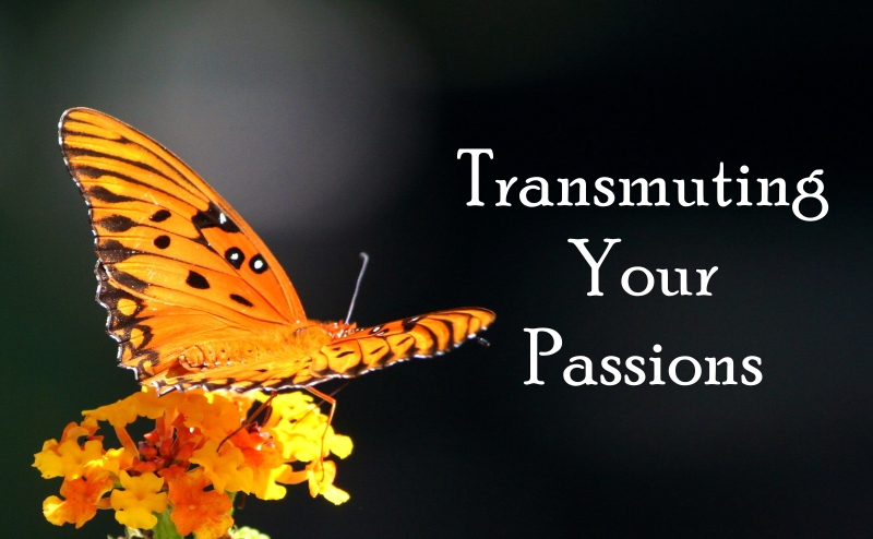 Fortune Cookie Friday: Transmuting Your Passions