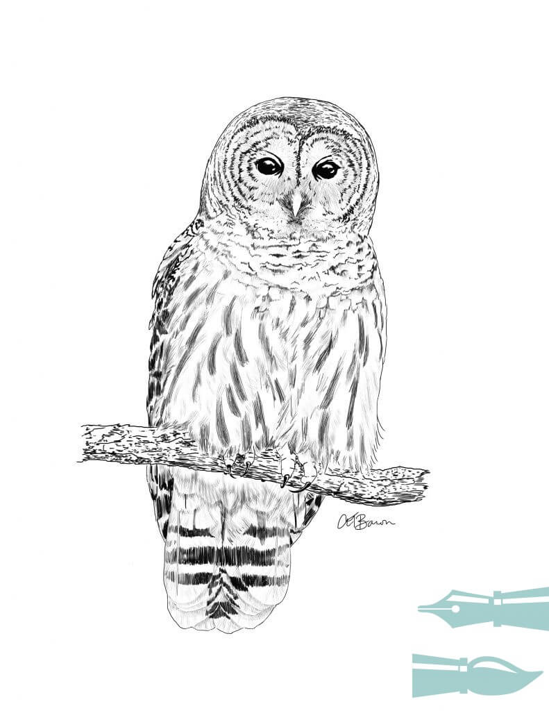 Barred Owl for NY DEC