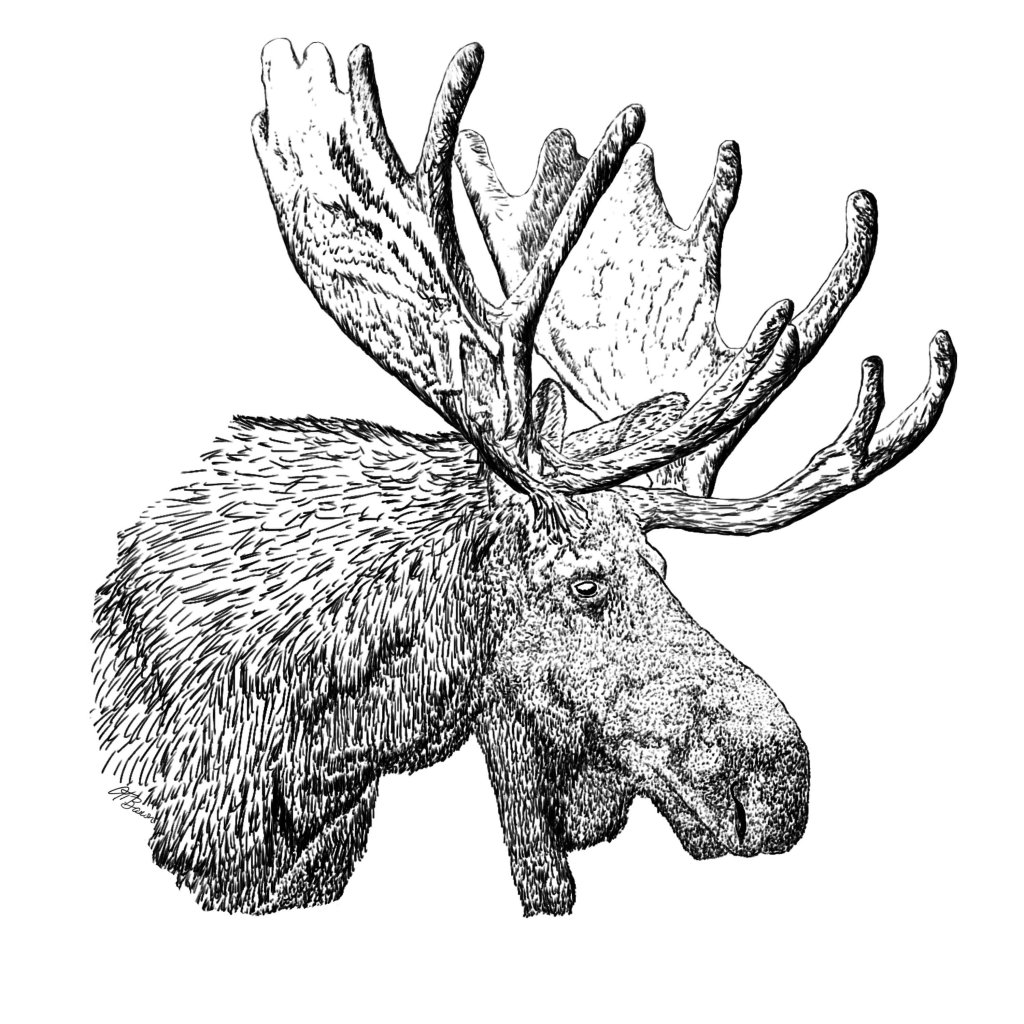Bull Moose Head Pen & Ink