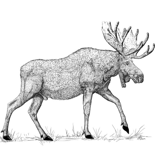 Bull Moose Pen & Ink