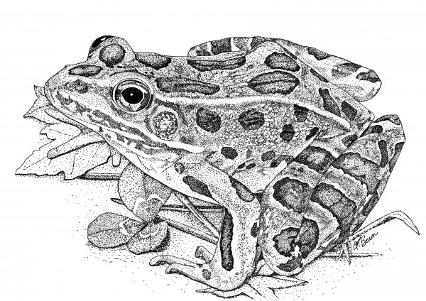 Northern Leopard Frog for NY DEC