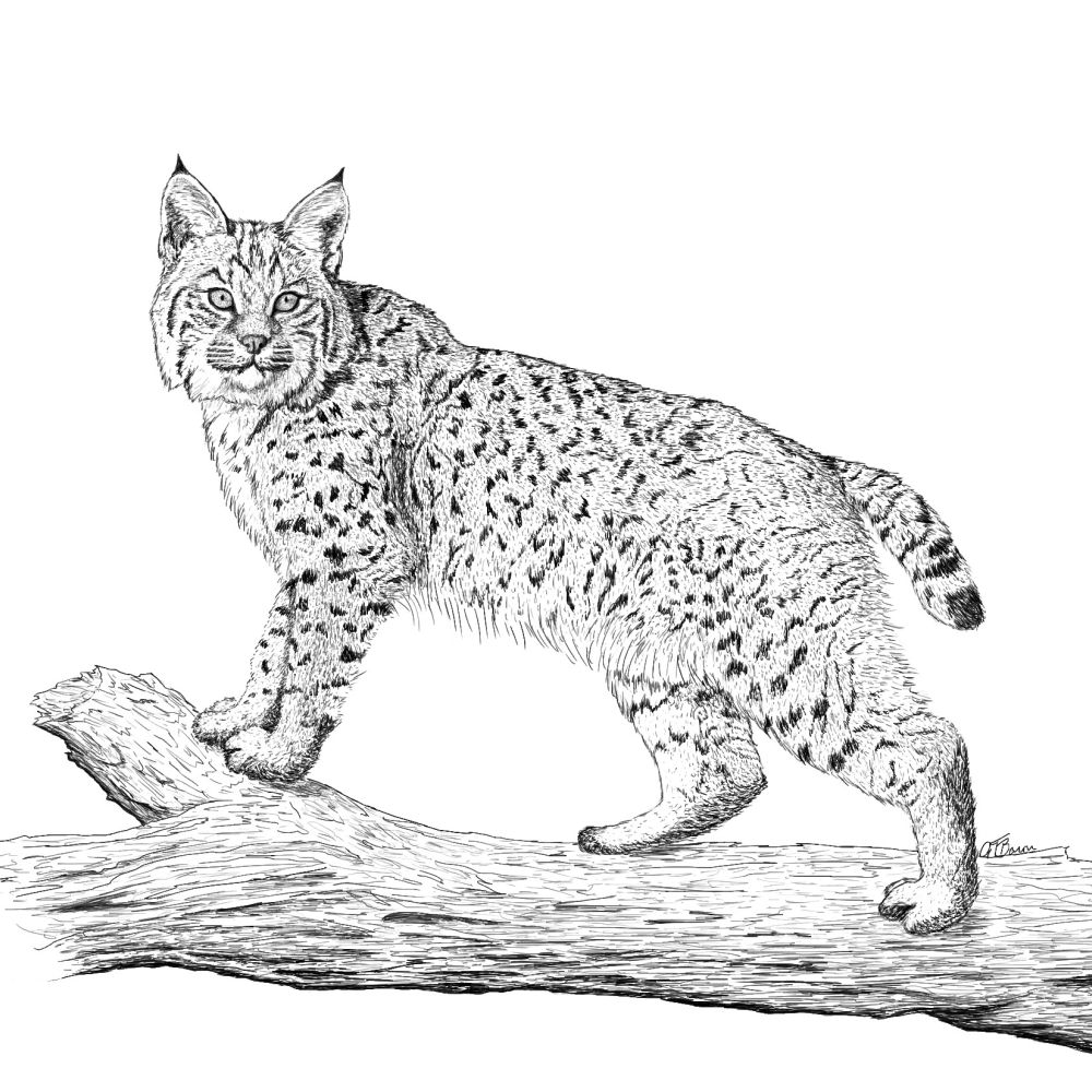 Bobcat for NY DEC – Colleen A DiNitto, NY DEC