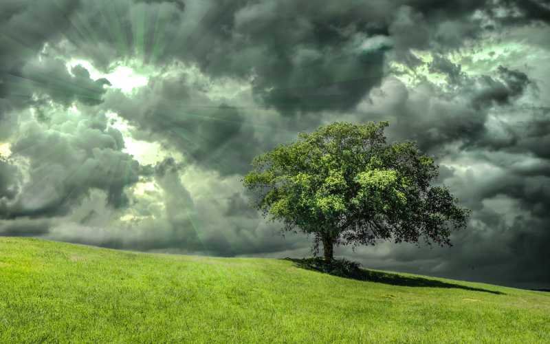 oak tree in a passing storm