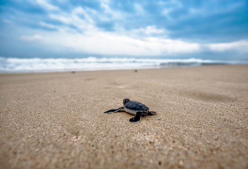 babby turtle on beach
