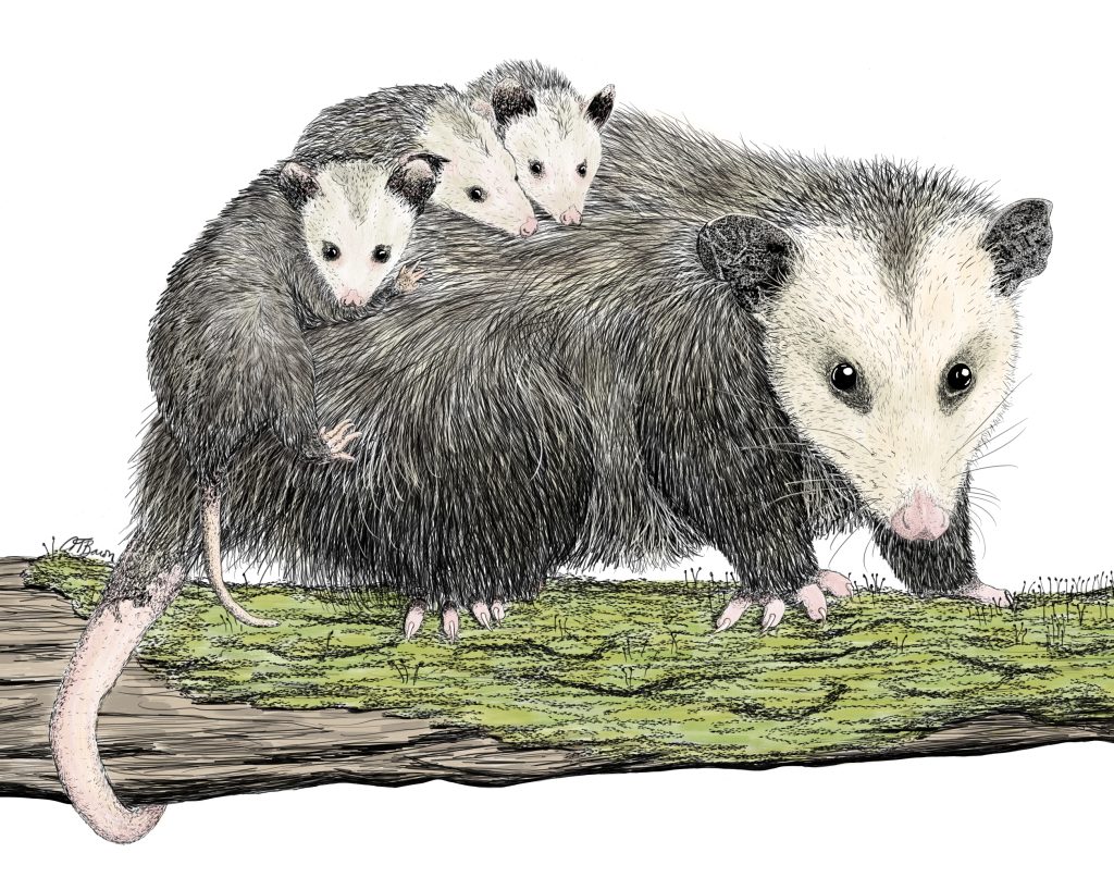 Opossum with Babies for NY DEC
