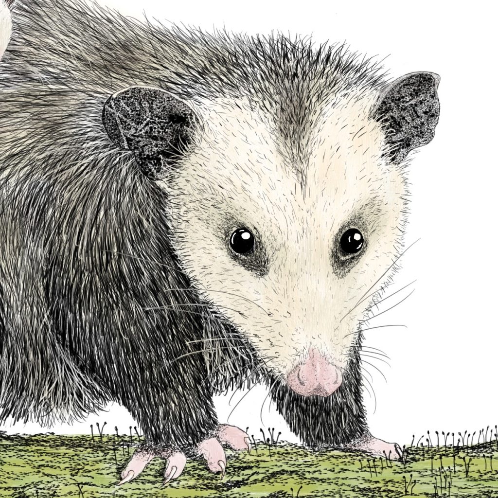 Opossum with Babies for NY DEC