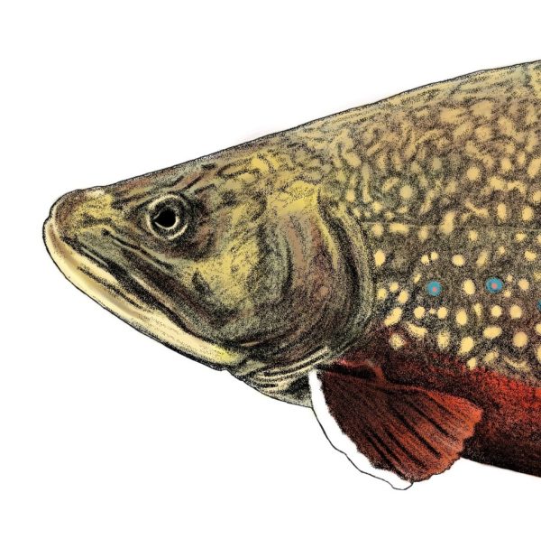 Brook Trout for NY DEC