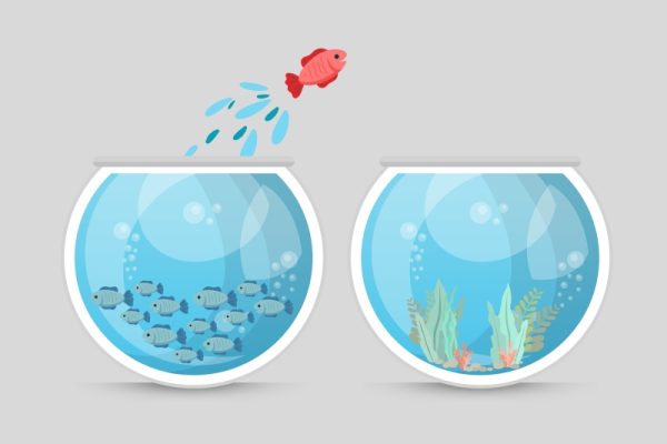 Fish jumping bowls daring | A. T. Baron - Author & Illustrator