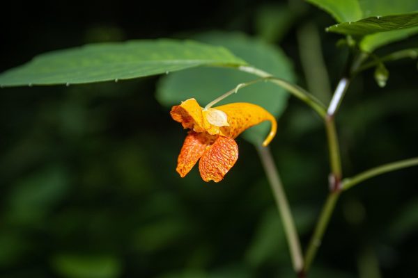 An orange and yellow wildflower with speckled petals blooms amid green leaves, standing out against a dark, blurred background.
