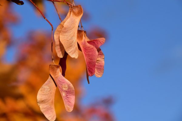 Close-up of several brown and reddish maple seeds, also known as samaras or "helicopters," hanging from a branch using wind dispersal anemochory in autumn forest.