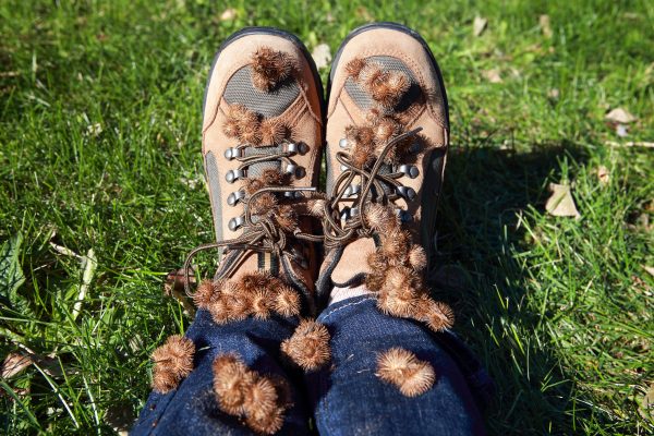 A pair of brown hiking boots and blue jeans covered in burrs, with the person sitting on green grass in sunlight.