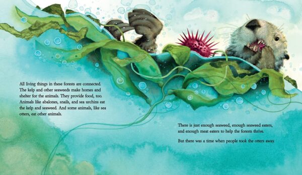 If-You-Take-Away-the-Otter-interior | A. T. Baron - Author & Illustrator A sea otter floats on its back in blue water, eating a sea urchin among green kelp. Bubbles rise around the otter and kelp. On the left, text describes the connection between forest animals, kelp, and sea otters.