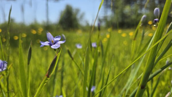 Blue-Eyed Grass In Field | A. T. Baron - Author & Illustrator A close-up of a small purple wildflower surrounded by tall green grass in a sunlit meadow with blurred yellow flowers and trees in the background.